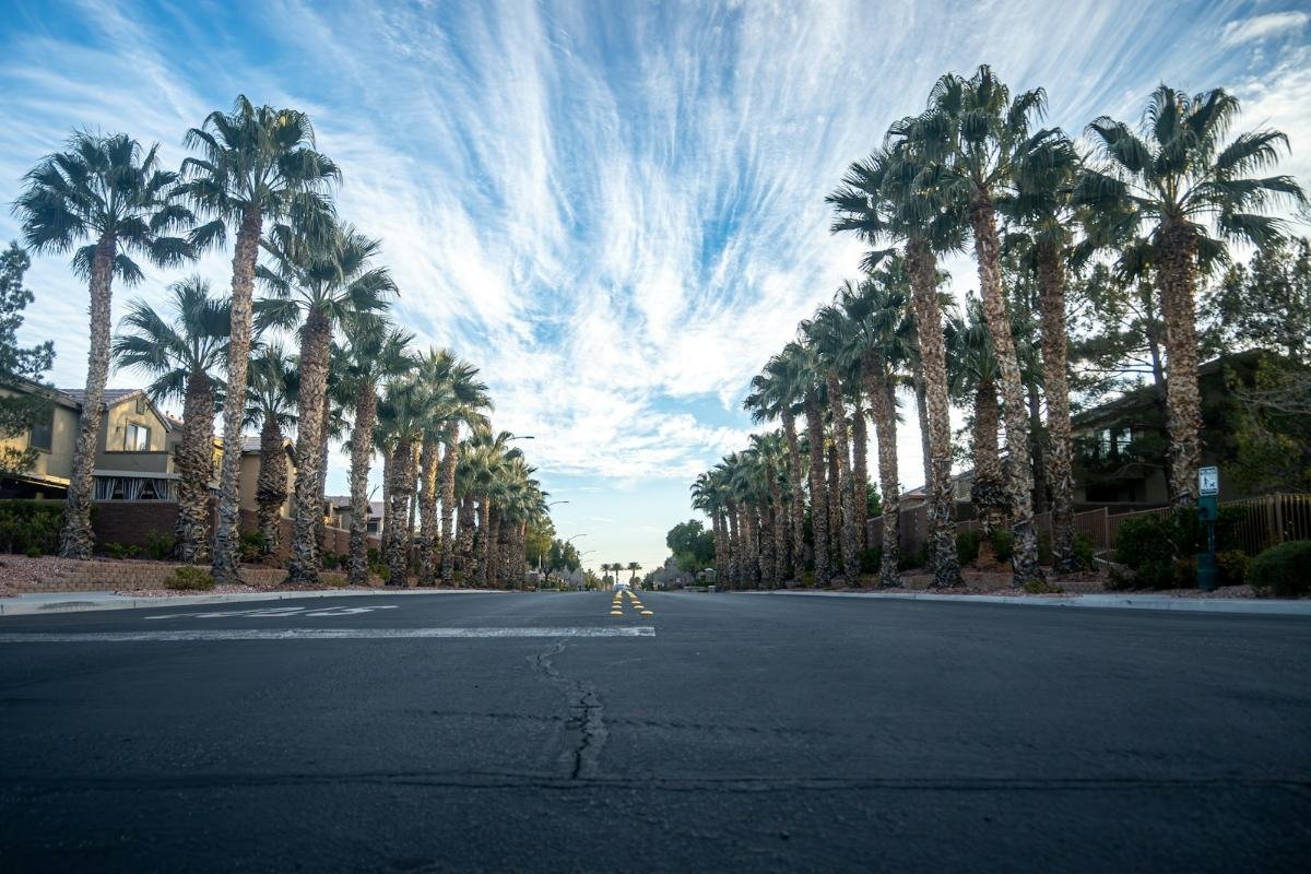 A wide avenue lined with tall palms under streaky clouds